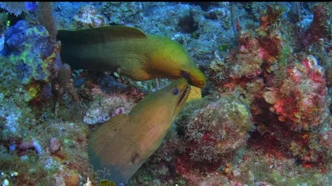 Moray love Stock Footage 344913094