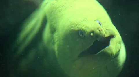Moray monster Stock Footage 788405
