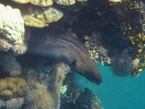 Moray Stock Photos