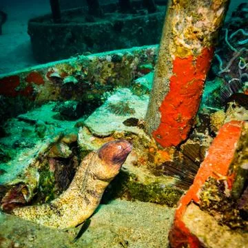 Moray Stock Photos