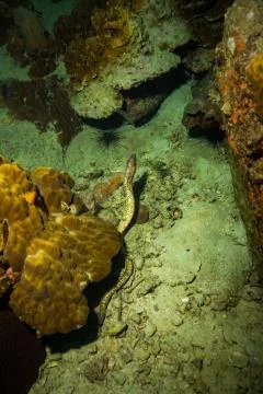 Moray Stock Photos