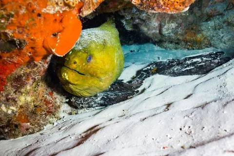 Moray Stock Photos