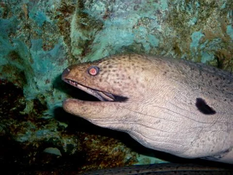 Moray Stock Photos