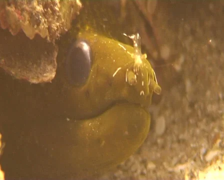 Moray red sea Stock Footage 30126672