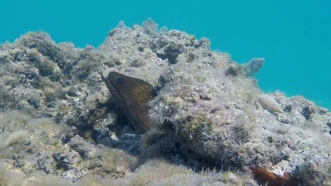 Moray in the reef Stock Footage 79959357