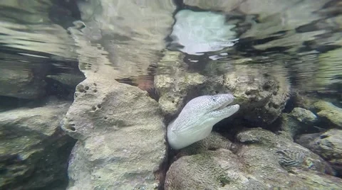 Moray on the reef of lagoon in idian ocean Stock Footage 47198600