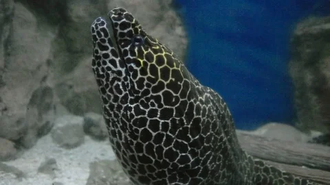 Moray in the Sea Stock Footage 83510984