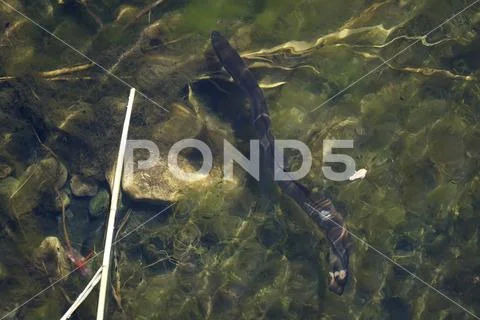 Moray in swampy clear water Stock Photos