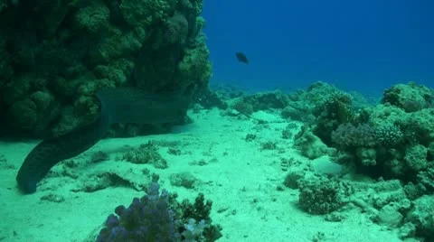 Moray swimming away Stock Footage 8982858