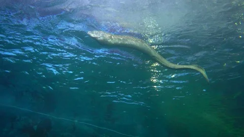 Moray under sea Stock-Footage 106628507