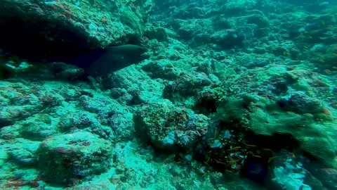 Moray, Underwater Stock Footage 246533990