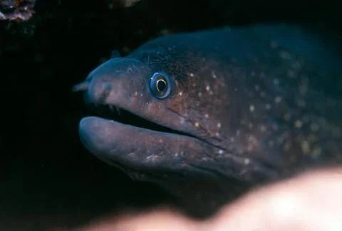Moray watching Stock Photos