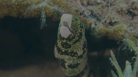 Moray Yellow Eel Close-Up Underwater 4K HDR S-Log3 Red Sea Footage Stock Footage 313043089