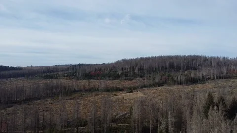 Morbid Forest,Wurmberg,Germany, Harz Vídeos de archivo 220707880