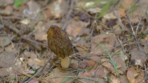 Morchella conica in the spring forest. Stock Footage 192908903