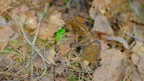 Morchella conica in the spring forest. Stock-Footage 192909239