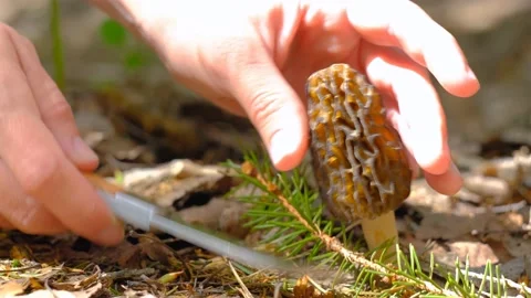 Morchella conica in the spring forest. Stock-Footage 194509506