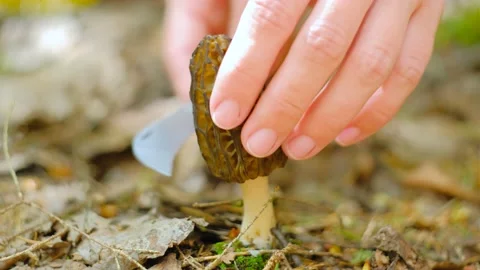 Morchella conica in the spring forest. Stock-Footage 194509647