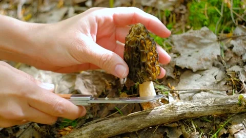 Morchella conica in the spring forest. Stock-Footage 194509799