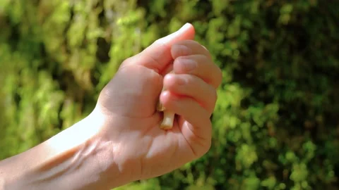 Morchella conica in the spring forest. Stock-Footage 194510068