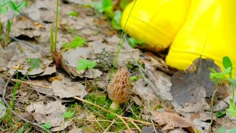 Morchella conica in the spring forest. Stock Footage 194510298