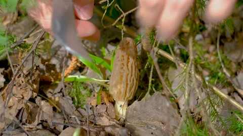 Morchella conica in the spring forest. Stock-Footage 194510426