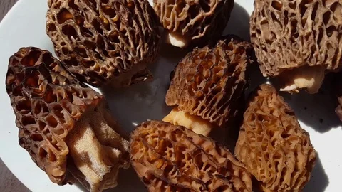 Morchella Stock Footage 71176905