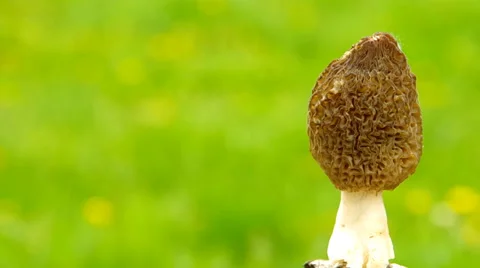 Morchella mushroom Stock Footage 37178484