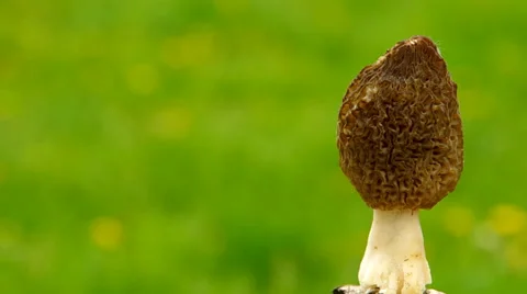 Morchella mushroom Stock Footage 37180159