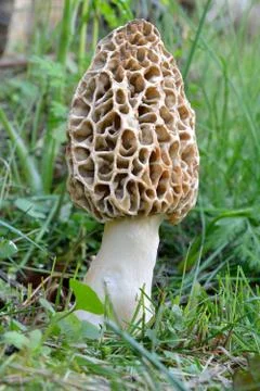 Morchella Foto stock
