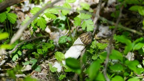 Morchella punctipes pecker-head Stock Photos