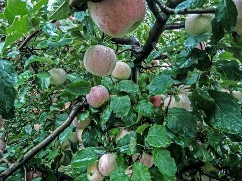 More apples in the tree after the rain 写真素材