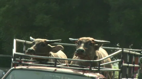 More arrivals 6 Stock Footage 483257