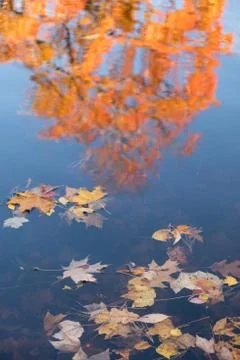 More Autumn Reflections 写真素材