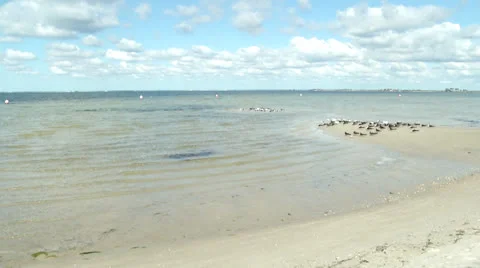 More birds on the beach 2 Stock Footage 24465642