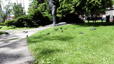 More Birds, Halifax, Nova Scotia, Canada 스톡 동영상 91751253