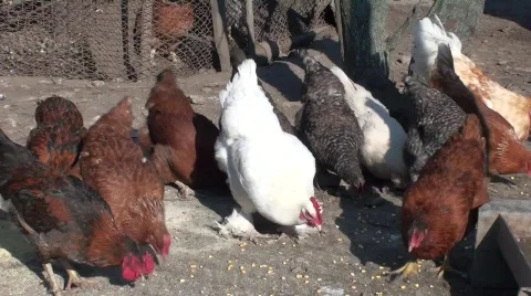 More Chickens Stock Footage