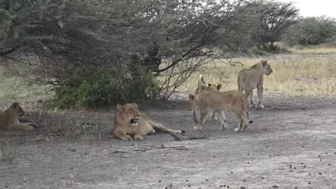 More cubs gather around; the initial lioness moves off with a second cub Stock Footage 319898253