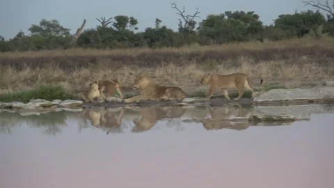 More cubs join playful cluster around subadult — Part 14 스톡 동영상 322030548