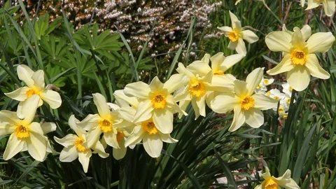 More daffodils Stock Footage 87966186