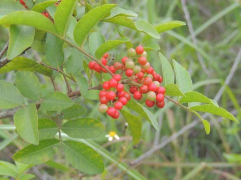 More Dahoon Holly Stock Photos