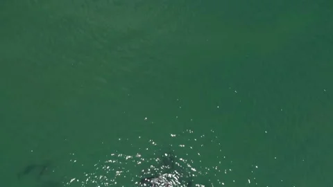 More dolphins Stock Footage 132839903