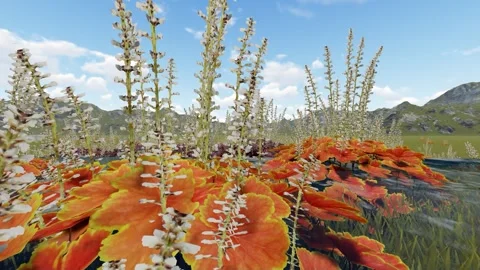 More Flower in the Field Stock Footage 337182179