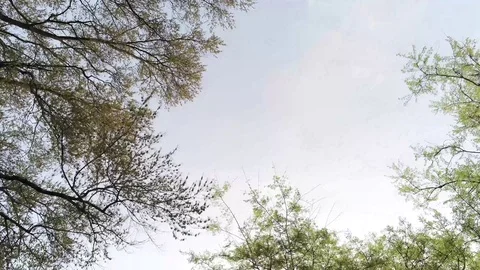 More flying in spring trees in the morning Stock Footage 106258398