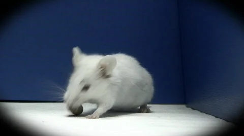 More food for mouse Stock Footage 324939