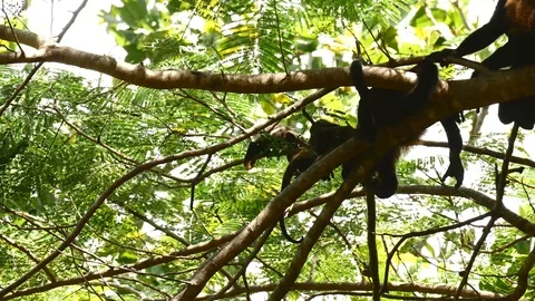 More howler monkey babies Stock Footage 126879510