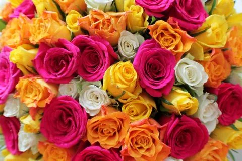 More Roses Stock Photos