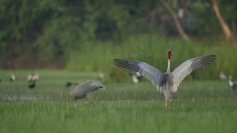 More saurus crane flapping wings Stock Footage 130322953