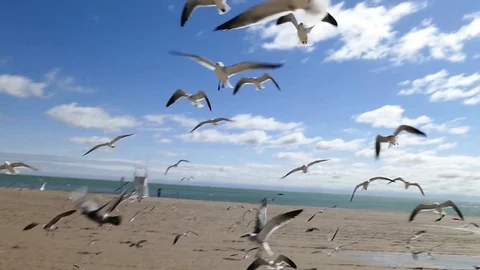 More Seagulls Stock Footage 123452686