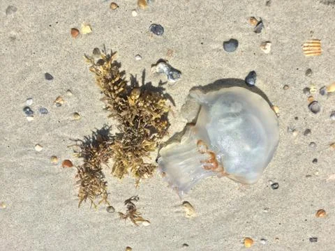 More than seashells by the seashore Stock Photos